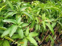 Collecting Order available ulit this MAY 15🌱 🥭 Sweet Catimon Mango All  Year round Fruiting Flowering Xl size Sakto ngayong tag-ulan Halina't  magtanim ng may aanihin🌱 📍tuguegarao ugac norte 📍cullit camalaniugan  ✨️Open