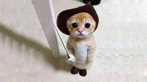 Image result for adorable cat