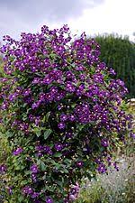 Эти клематисы получится вырастить каждому! Wikidata Lists Clematis Cultivars Wikidata