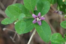 Image result for Lycium villosum