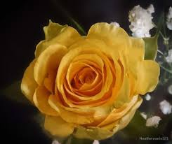 Black Background With Rose In Middle Large Single Yellow Rose Close Up On Dark Background Photographic Print By Heathermarie321 Landscaping With Roses Yellow Roses Rose