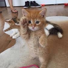 Kitty Cat On Instagram Cute Little Orange Kitten Pretending To Be A Soldier Photooftheday Catsofinstagram Funny Cat Memes Cat Memes Cute Cats