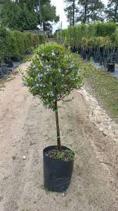 Image result for Freylinia