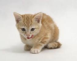 Those are the kittens of my cat and when one of them starts licking itself then the other starts licking the. Four Week Old Ginger Kitten Licking Its Lips 9518563 Framed Photos