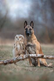 These 138 Photos Of Ingo The Dog And His Owl Friends Is The Only Thing You Need To See Today Animals Friendship Unlikely Animal Friends Animals Beautiful