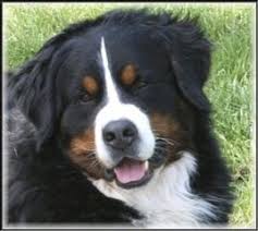 Browse thru thousands of bernese mountain dog dogs for adoption near west sacramento, california, usa area , listed by dog rescue organizations and individuals, to find your. Sunshine Bernese Bernese Mountain Dogs