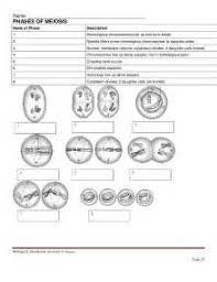 Resimler Meiosis Biology Worksheet Matching Worksheets