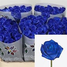 Browse the range of beautiful, fresh bouquets. Rose Dyed Blue 80cm Wholesale Flowers Florist Supplies Uk
