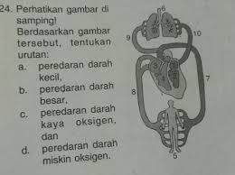 Tentukan Urutan Dibawah Ini Brainly Co Id