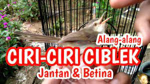 Ciri Ciri Ciblek Alang Alang Jantan Dan Betina Ciblek Sawah Perenjak Sawah Youtube
