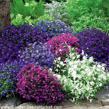 Check spelling or type a new query. Lobelia Biji Warna Campuran Lobelia Erinus 6400 Biji Benih Garden Seeds Market Penghantaran Percuma