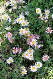 Image result for Erigeron schimperi