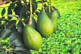Picking fresh fruit from your own yard or garden can be a delicious way to add beauty and taste to your home. Saxon Becnel Sons