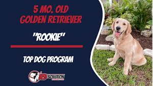 Akc purebred golden retriever breeders serving kansas city and the surrounding areas. Dog Trainers Palm Beach County Dog Training Palm Beach County Youtube