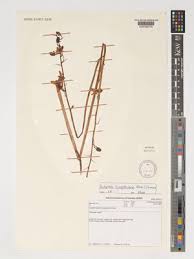 Image result for Eulophia livingstoneana