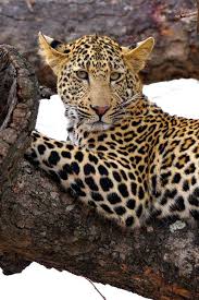 Getawildlife Come Up And See Me Sometime By John Kok Animals Wild Animals Beautiful Animals Friends