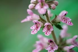 Image result for Leonurus japonicus