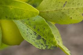 Image result for sooty mould