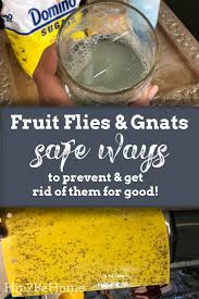 Safe Ways To Prevent And Get Rid Of Fruit Flies Fruit Flies In House Fruit Fly Trap Fruit Flies
