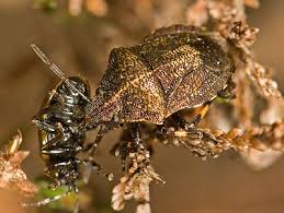 Image result for Isoglossa punctata