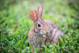 Its effectiveness in winter is a bit higher, although the granules are not convenient to work with. Best Rabbit Repellent Get Rid Of Rabbits In A Matter Of Minutes Properly Rooted