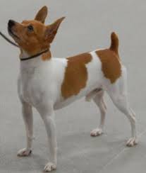 Chihuahua Vs Toy Fox Terrier Dogs Comparison Toy Fox Terriers Dog Comparison Fox Terrier