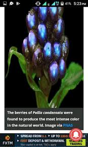 Image result for Pollia condensata