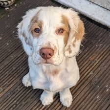 Image result for clumber španěl lov