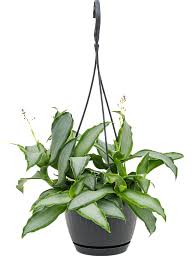 Image result for Murdannia stricta