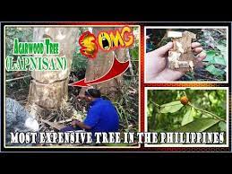 Experience lifelike agarwood tree at alibaba.com, ideal for decorating indoors and outdoors. Giant Agarwood Philippnes The Most Expensive Tree In The World Lapnisan Version 1 Youtube Tree Most Expensive Make It Yourself