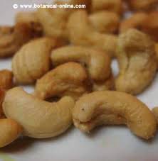 They usually have a fruitful life of about 3 decades. Medicinal Properties Of Cashew Tree Botanical Online