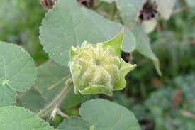 Image result for Abutilon grantii