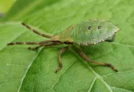 Image result for leaf-footed bug nymphs