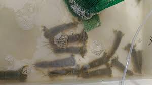 Udang jenis ni sebenarnya isi dia tak banyak dan tebal sangat macam udang biasa. Tips Menyimpan Dan Menggunakan Umpan Udang Lipan Umpan