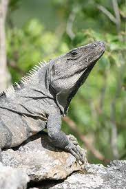 Coba 107 6483 Jpg Cute Reptiles Reptiles Lizard Species