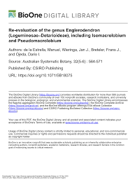 Image result for Anthonotha noldeae