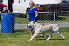 According to scientists these large dogs began to stop the ears and tails several centuries ago in order to make alabai as little as possible vulnerable when fighting with other animals. A Primitive Guardian The Central Asian Shepherd Kindred Companions Llc