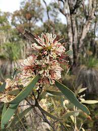 Image result for Cyclocarpa