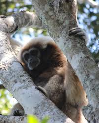 Image result for Hylebates