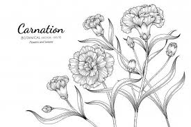 Carnation Flower And Leaf Hand Drawn Botanical Illustration With Line Art Carnation Drawing Flower Drawing Carnation Flower Tattoo