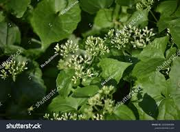 Image result for Mikania sp.