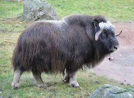 Musk oxen fighting coloring page free printable coloring pages zoo coloring pages coloring pages animal coloring pages. Muskox Wikipedia