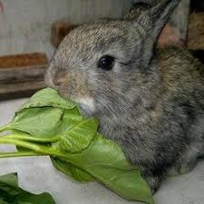 Legumes Et Fruits Pour Le Lapin Alimentation Du Lapin Nourriture Lapin Lapin Alimentation Lapin