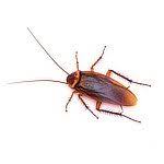 At best buy stevens point, we specialize in helping you find the best technology to fit the way you live. Pest Control Service In Janesville Wi Free Inspections