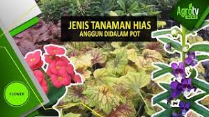 Tanaman yang pembiakannya dari pemisahan rumpun dan biji ini dapat pula diletakan dalam pot gantung. Jenis Tanaman Hias Dalam Pot Yang Anggun Youtube