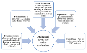 Image result for Tinnea eriocalyx