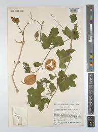 Image result for Eureiandra eburnea