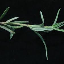 Image result for Blepharis integrifolia