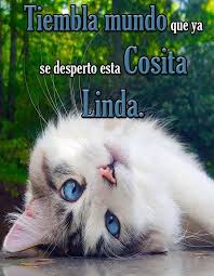 Imagenes Graciosas De Buenos Dias Para Android Apk Baixar