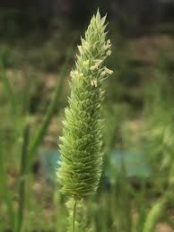 Image result for Phalaris